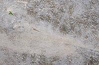 Common marsh samphire (Salicornia europaea), St.Peter Ording, Wadden Sea National Park, Schleswig Holstein, Germany [IBR123773586]