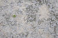 Common marsh samphire (Salicornia europaea), St.Peter Ording, Wadden Sea National Park, Schleswig Holstein, Germany [IBR123773587]