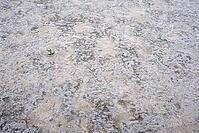 Common marsh samphire (Salicornia europaea), St.Peter Ording, Wadden Sea National Park, Schleswig Holstein, Germany [IBR123773588]
