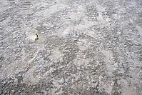 Common marsh samphire (Salicornia europaea), St.Peter Ording, Wadden Sea National Park, Schleswig Holstein, Germany [IBR123773589]