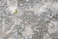 Common marsh samphire (Salicornia europaea), St.Peter Ording, Wadden Sea National Park, Schleswig Holstein, Germany [IBR123773590]