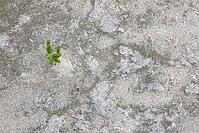 Common marsh samphire (Salicornia europaea), St.Peter Ording, Wadden Sea National Park, Schleswig Holstein, Germany [IBR123773592]