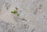 Common marsh samphire (Salicornia europaea), St.Peter Ording, Wadden Sea National Park, Schleswig Holstein, Germany [IBR123773593]