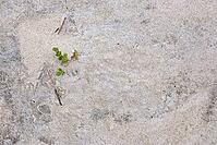 Common marsh samphire (Salicornia europaea), St.Peter Ording, Wadden Sea National Park, Schleswig Holstein, Germany [IBR123773594]