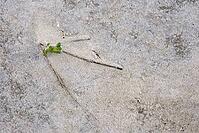 Common marsh samphire (Salicornia europaea), St.Peter Ording, Wadden Sea National Park, Schleswig Holstein, Germany [IBR123773595]