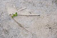 Common marsh samphire (Salicornia europaea), St.Peter Ording, Wadden Sea National Park, Schleswig Holstein, Germany [IBR123773596]