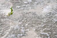 Common marsh samphire (Salicornia europaea), St.Peter Ording, Wadden Sea National Park, Schleswig Holstein, Germany [IBR123773597]