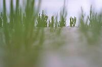 Common marsh samphire (Salicornia europaea), St.Peter Ording, Wadden Sea National Park, Schleswig Holstein, Germany [IBR123773599]
