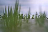 Common marsh samphire (Salicornia europaea), St.Peter Ording, Wadden Sea National Park, Schleswig Holstein, Germany [IBR123773600]