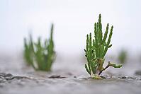 Common marsh samphire (Salicornia europaea), St.Peter Ording, Wadden Sea National Park, Schleswig Holstein, Germany [IBR123773601]