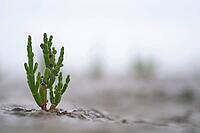 Common marsh samphire (Salicornia europaea), St.Peter Ording, Wadden Sea National Park, Schleswig Holstein, Germany [IBR123773602]