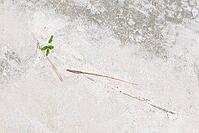 Common marsh samphire (Salicornia europaea), St.Peter Ording, Wadden Sea National Park, Schleswig Holstein, Germany [IBR123773608]