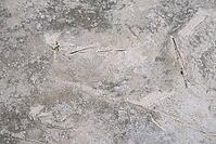 Common marsh samphire (Salicornia europaea), St.Peter Ording, Wadden Sea National Park, Schleswig Holstein, Germany [IBR123773609]