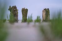 Old pile wave breakers, Wadden Sea National Park, Schleswig-Holstein, Germany [IBR123773610]