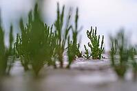 Common marsh samphire (Salicornia europaea), St.Peter Ording, Wadden Sea National Park, Schleswig Holstein, Germany [IBR123773611]