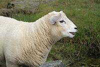 Sheep, Wadden Sea National Park, Schleswig-Holstein, Germany [IBR123773612]