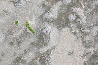 Common marsh samphire (Salicornia europaea), St.Peter Ording, Wadden Sea National Park, Schleswig Holstein, Germany [IBR123773613]