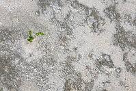 Common marsh samphire (Salicornia europaea), St.Peter Ording, Wadden Sea National Park, Schleswig Holstein, Germany [IBR123773614]