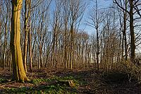 Stand of copper beech (Fagus silvatica) after thinning, forestry, Kempen, North Rhine-Westphalia, Germany [IBR123773615]