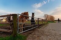 Horses in a paddock, Kempen, North Rhine-Westphalia, Germany [IBR123773616]