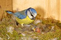 Blue tit (Cyanistes caeruleus) feeding the young in the nest, Wilnsdorf, North Rhine-Westphalia, Germany [IBR123774701]