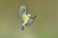 Blue tit (Parus caeruleus) in flight, flight photo, high speed flight photo Wilnsdorf, North Rhine-Westphalia, Germany [IBR123774703]