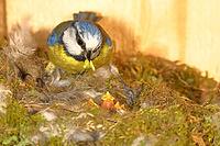 Blue tit (Cyanistes caeruleus) feeding the young in the nest, Wilnsdorf, North Rhine-Westphalia, Germany [IBR123774705]