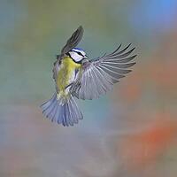 Blue tit (Parus caeruleus) in flight, flight photo, high speed flight photo Wilnsdorf, North Rhine-Westphalia, Germany [IBR123774706]