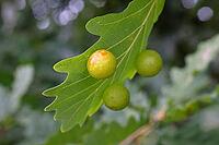 Oak gall wasp (Cynips quercusfolii), oak sponge gall on the underside of a leaf of a pedunculate oak (Quercus robur), Wilnsdorf, North Rhine-Westphalia, Germany [IBR123774707]