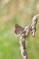 Small copper (Lycaena phlaeas) in a meadow, Gambach nature reserve, Burbach, North Rhine-Westphalia, Germany [IBR123774709]