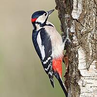 Great spotted woodpecker (Dendrocopus major), male, foraging on the trunk of a common birch (Betula pendula), wildlife, woodpeckers, nature photography, autumn, Wilnsdorf, North Rhine-Westphalia, Germany [IBR123774710]