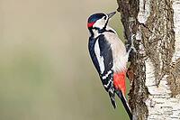 Great spotted woodpecker (Dendrocopus major), male, foraging on the trunk of a common birch (Betula pendula), wildlife, woodpeckers, nature photography, autumn, Wilnsdorf, North Rhine-Westphalia, Germany [IBR123774711]