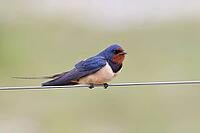 Barn Swallow (Hirundo rustica) sitting on a pasture fence, wildlife, animals, birds, swallows, migratory bird, Ochsenmoor, Dümmer See nature park Park, Hüde, Lower Saxony, Germany [IBR123774712]