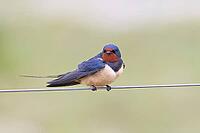 Barn Swallow (Hirundo rustica) sitting on a pasture fence, wildlife, animals, birds, swallows, migratory bird, Ochsenmoor, Dümmer See nature park Park, Hüde, Lower Saxony, Germany [IBR123774713]