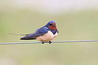 Barn Swallow (Hirundo rustica) sitting on a pasture fence, wildlife, animals, birds, swallows, migratory bird, Ochsenmoor, Dümmer See nature park Park, Hüde, Lower Saxony, Germany [IBR123774714]