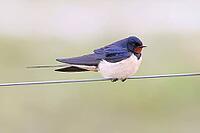 Barn Swallow (Hirundo rustica) sitting on a pasture fence, wildlife, animals, birds, swallows, migratory bird, Ochsenmoor, Dümmer See nature park Park, Hüde, Lower Saxony, Germany [IBR123774715]
