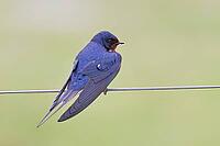 Barn Swallow (Hirundo rustica) sitting on a pasture fence, wildlife, animals, birds, swallows, migratory bird, Ochsenmoor, Dümmer See nature park Park, Hüde, Lower Saxony, Germany [IBR123774716]