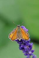 Large skipper (Ochlodes venatus), collecting nectar from a flower of Common lavender (Lavandula angustifolia), close-up, macro photograph, Wilnsdorf, North Rhine-Westphalia, Germany [IBR123774721]