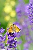 Large skipper (Ochlodes venatus), collecting nectar from a flower of Common lavender (Lavandula angustifolia), close-up, macro photograph, Wilnsdorf, North Rhine-Westphalia, Germany [IBR123774722]