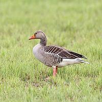 Grey goose (Anser anser) on a moor, Dümmer, Lake Dümmer, Ochsenmoor, Hüde, Lower Saxony, Germany [IBR123774723]