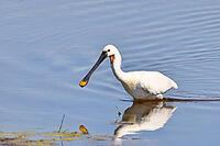 Spoonbill (Platalea leucorodia), adult bird striding through shallow water, adult bird in splendour, wildlife, Ziggsee, Burgenland, Austria [IBR123774724]