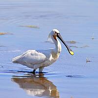 Spoonbill (Platalea leucorodia), adult bird striding through shallow water, adult bird in splendour, wildlife, Ziggsee, Burgenland, Austria [IBR123774725]