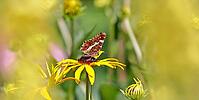 Land carder (Araschnia levana), summer generation, closed wings, underside of wings, on a flower of the yellow coneflower (Echinacea paradoxa), in a natural environment in the wild, close-up, wildlife, insects, butterflies, butterflies, Wilnsdorf, North R [IBR123774727]