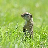 European ground squirrel (Spermophilus citellus) standing upright in a meadow, Burgenland Austria [IBR123774728]