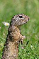 European ground squirrel (Spermophilus citellus) standing upright in a meadow, Burgenland Austria [IBR123774729]