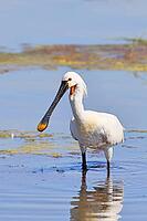 Spoonbill (Platalea leucorodia), adult bird striding through shallow water, adult bird in splendour, wildlife, Ziggsee, Burgenland, Austria [IBR123774731]