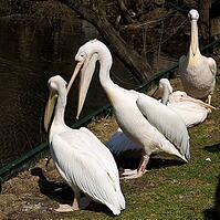 Pelicans siting on shore near pond. Moscow zoo [IBR123774753]
