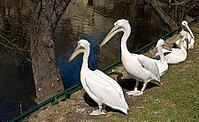 Pelicans siting on shore near pond. Moscow zoo [IBR123774754]