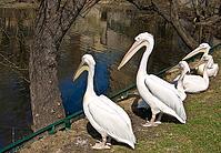 Pelicans siting on shore near pond. Moscow zoo [IBR123774755]