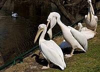 Pelicans siting on shore near pond. Moscow zoo [IBR123774756]
